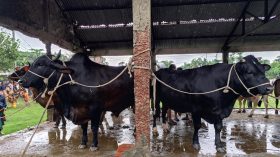 ভোলায় ১৬ থেকে ২২ মণ ওজনের গরু নিয়ে বিপাকে খামারিরা