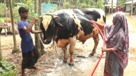 ২২ মণের ‘রাজা বাবুর’ দাম ৬ লাখ!