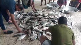পটুয়াখালীতে এক ট্রলারে ধরা ৬৫ মণ ইলিশ, বিক্রি প্রায় ৪০ লাখ টাকায়