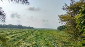 লবণাক্ত জমিতে কৃষির বিপ্লব