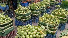 পেয়ারার চড়া দামে উদ্যোক্তাদের মুখে হাসি