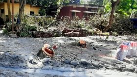 উজিরপুরে খাদ্য গোডাউন কর্মকর্তার বিরুদ্ধে অনুমতি ছাড়া সরকারি গাছ কাটার অভিযোগ
