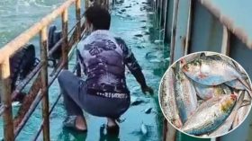 বঙ্গোপসাগর থেকে লাফিয়ে জাহাজে উঠলো তিন মণ ইলিশ