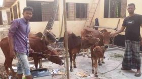 বরগুনায় ৫ চোরাই গরুসহ যুবক গ্রেফতার