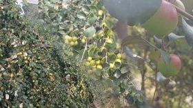 ঝালকাঠিতে কৃষকদের আগ্রহ বাড়ছে কুল চাষে