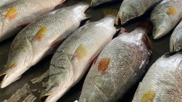 জেলের জালে একসঙ্গে ৪০ কোরাল, ১ লাখ ৭১ হাজার টাকায় বিক্রি