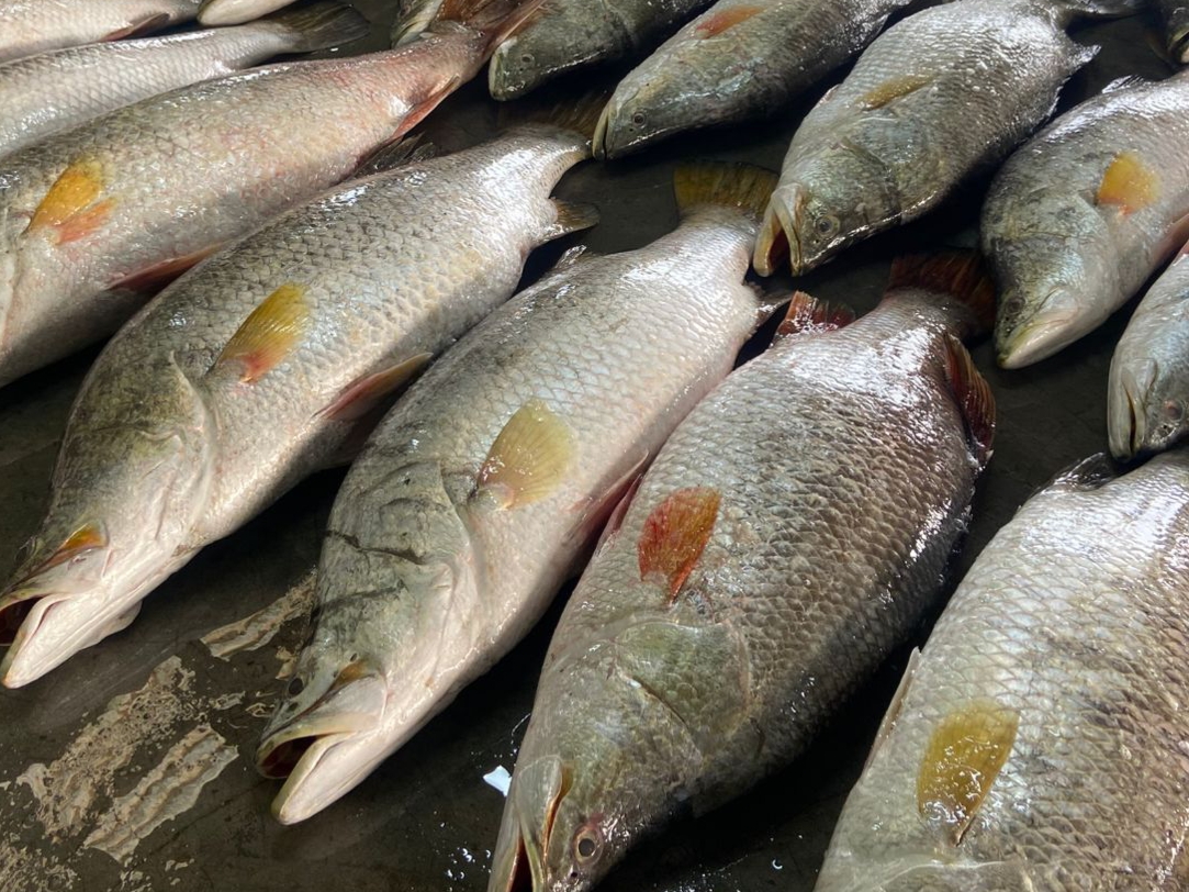 জেলের জালে একসঙ্গে ৪০ কোরাল, ১ লাখ ৭১ হাজার টাকায় বিক্রি