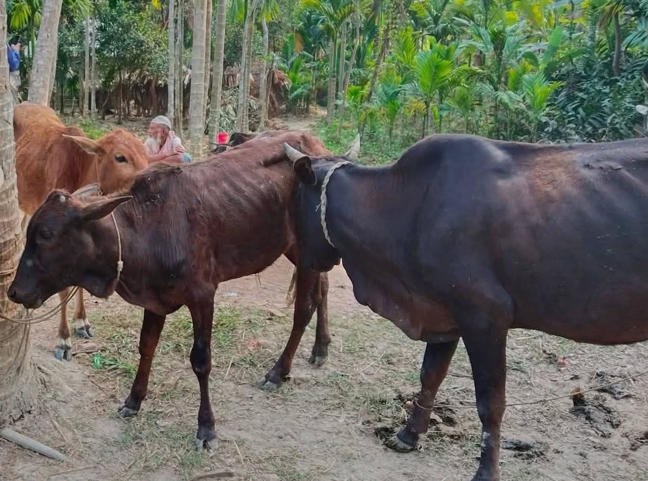  মেহেন্দীগঞ্জে ২৫টি চোরাই গরু উদ্ধার, আটক -৩ 
