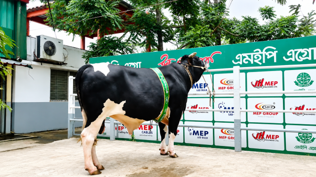 আদর-যত্নে বড় হওয়া ‘রিকিশি’ এখন কোরবানির মাঠের তারকা