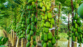 বছরে ৩৫ হাজার টন পেঁপে উৎপাদনে সমৃদ্ধ হচ্ছে বরিশাল