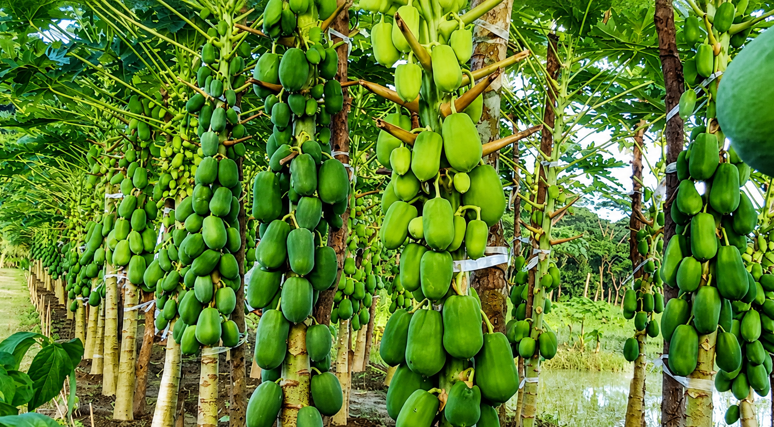 বছরে ৩৫ হাজার টন পেঁপে উৎপাদনে সমৃদ্ধ হচ্ছে বরিশাল