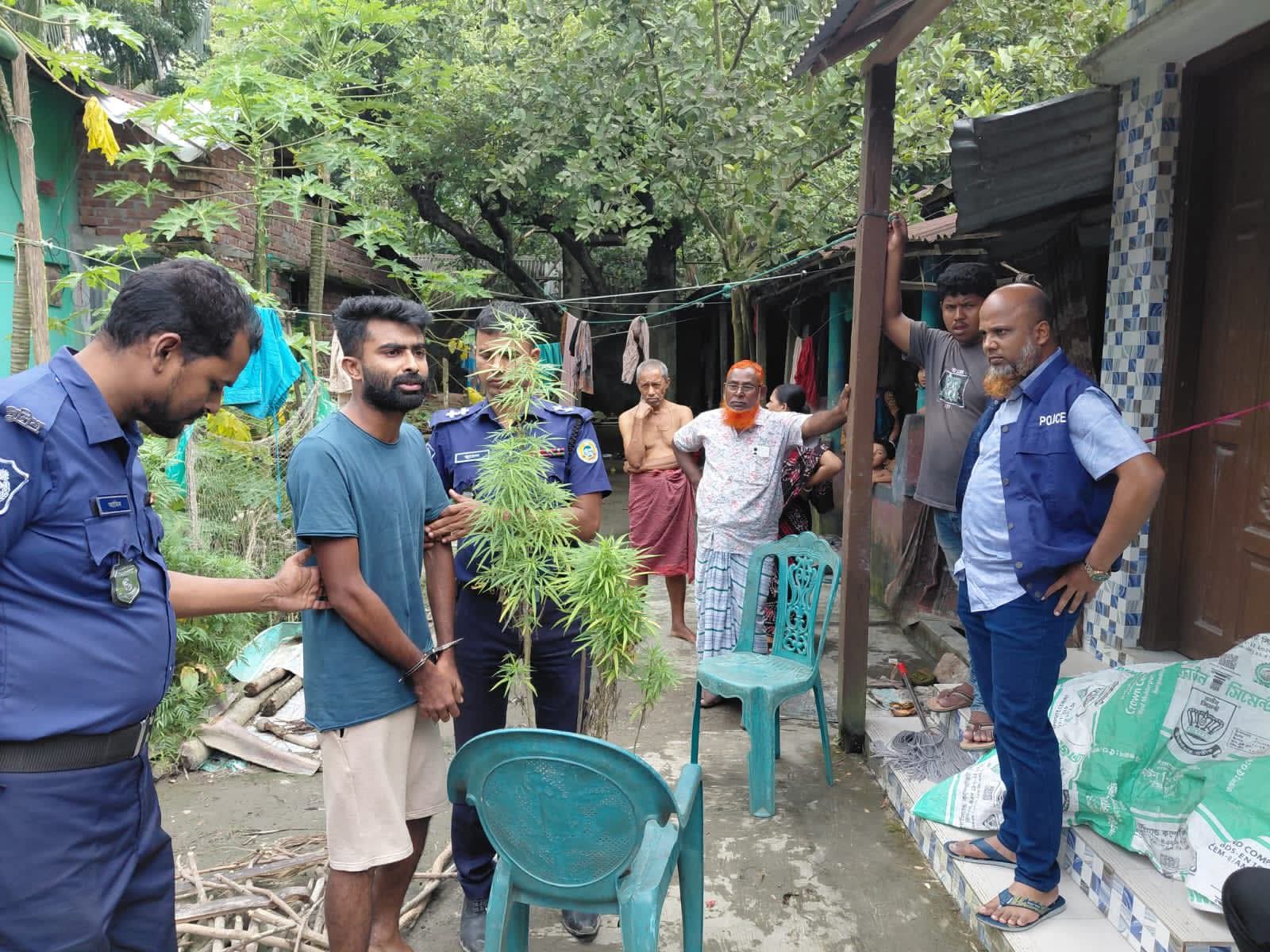বোরহানউদ্দিনে ৩টি গাঁজা গাছ উদ্ধার, যুবক গ্রেপ্তার
