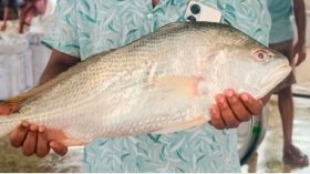 বঙ্গোপসাগরে জেলের জালে বিরল ‘ভোল পোয়া’ ১১ হাজার টাকায় বিক্রি