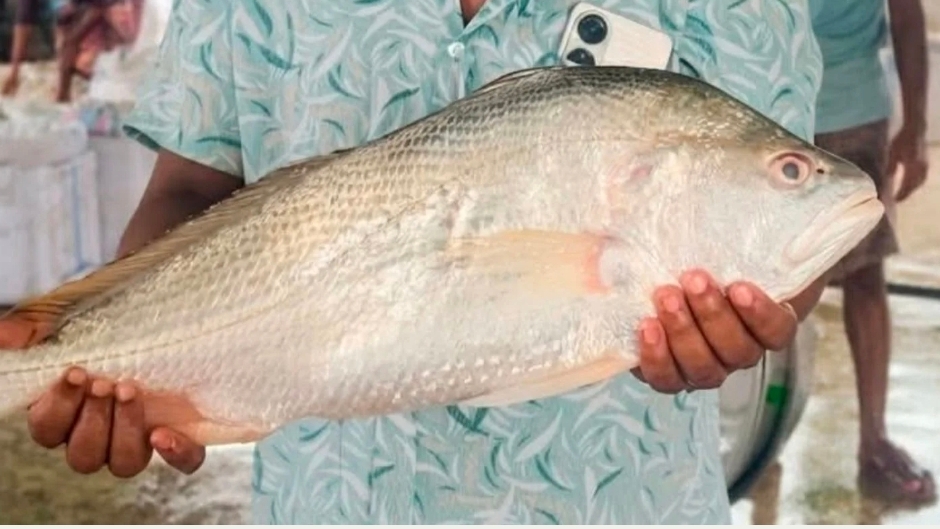 বঙ্গোপসাগরে জেলের জালে বিরল ‘ভোল পোয়া’ ১১ হাজার টাকায় বিক্রি
