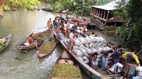 ফলন ভালো, দামে মন্দা: নেছারাবাদে আমড়া চাষিদের মাথায় হাত